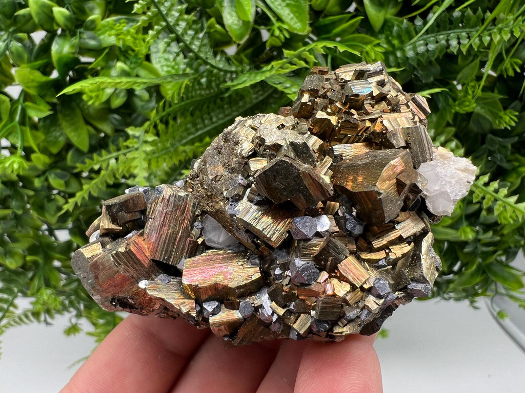 Galena on Pyrite Specimen: Borieva Mine, Bulgaria