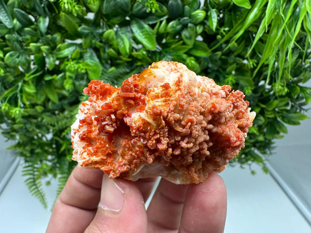 Red Vanadinite on Barite from Marocco,crystal minerals Speciment cluster Vanadinite crystal Vanadinite Geology Vanadinite cluster minerals