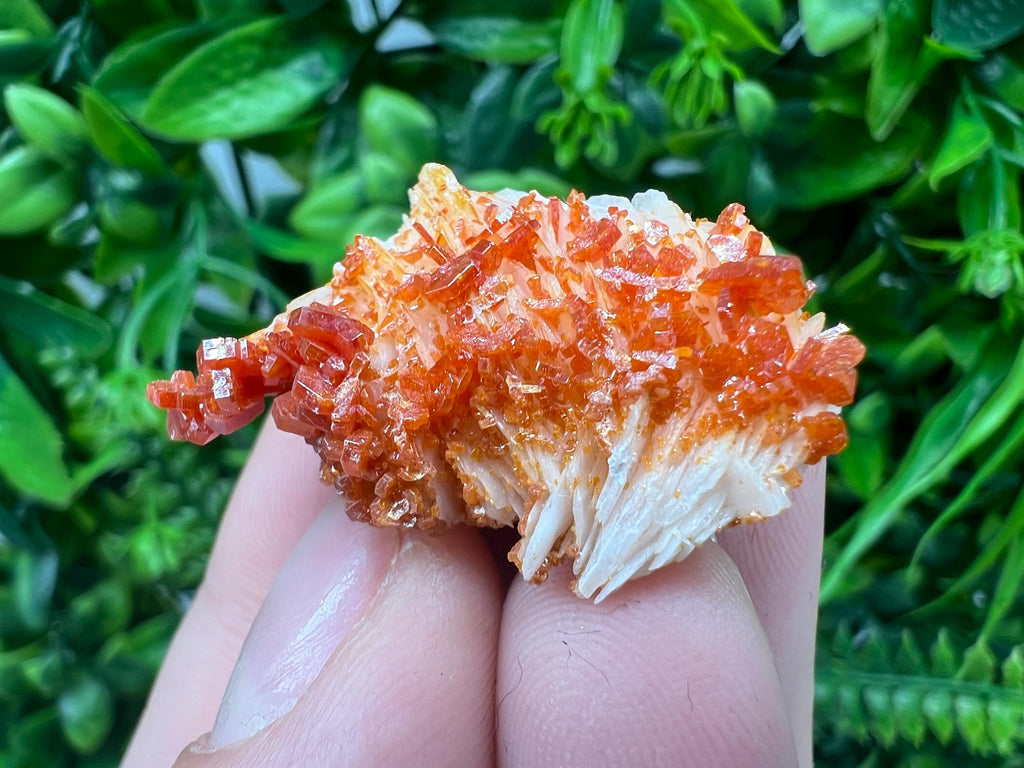 Red Vanadinite on Barite from Marocco,crystal minerals Speciment cluster Vanadinite crystal Vanadinite Geology Vanadinite cluster minerals