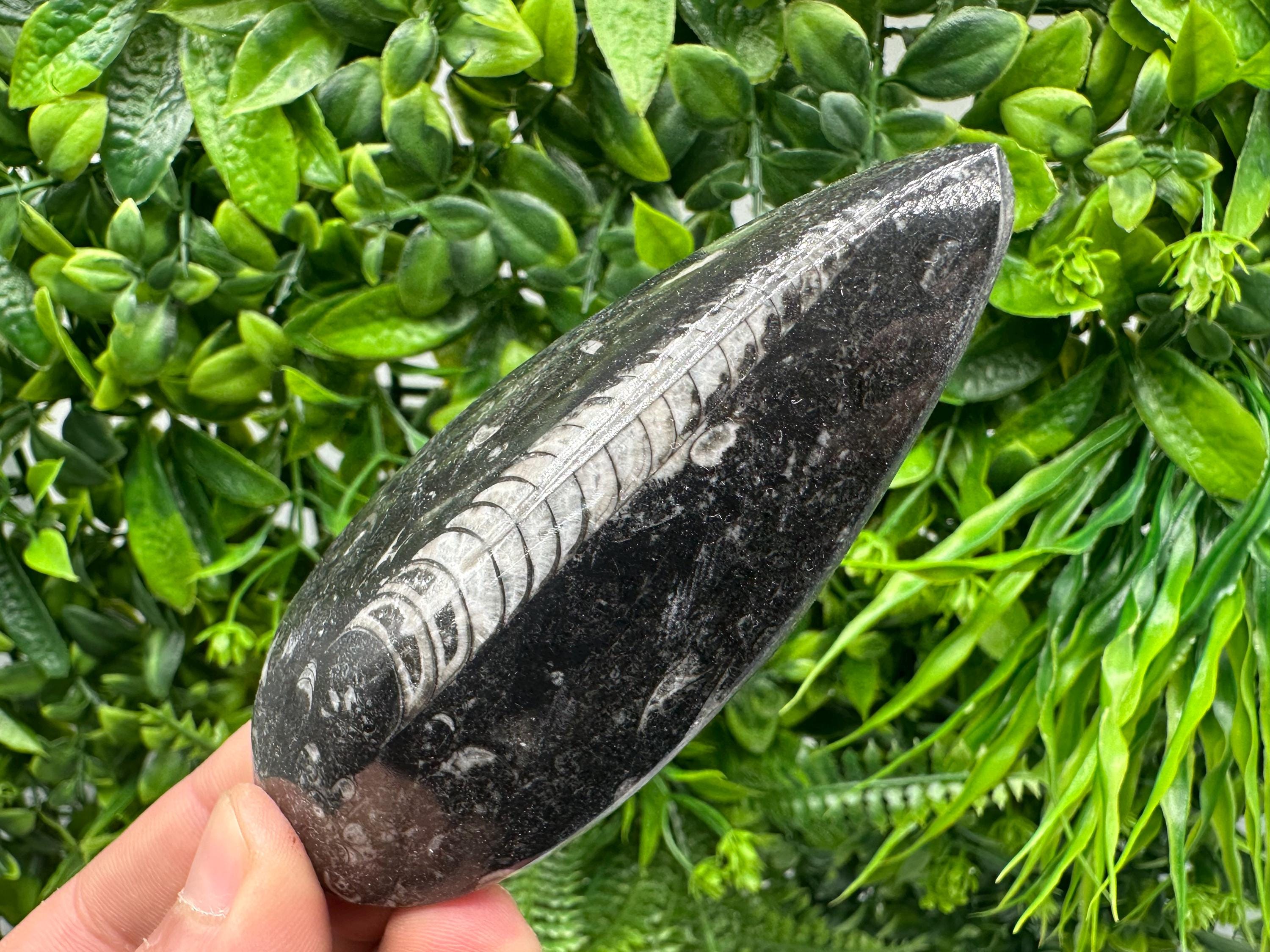 Polished Orthoceras Fossil Cabochon: Pear Shape Loose Gemstone