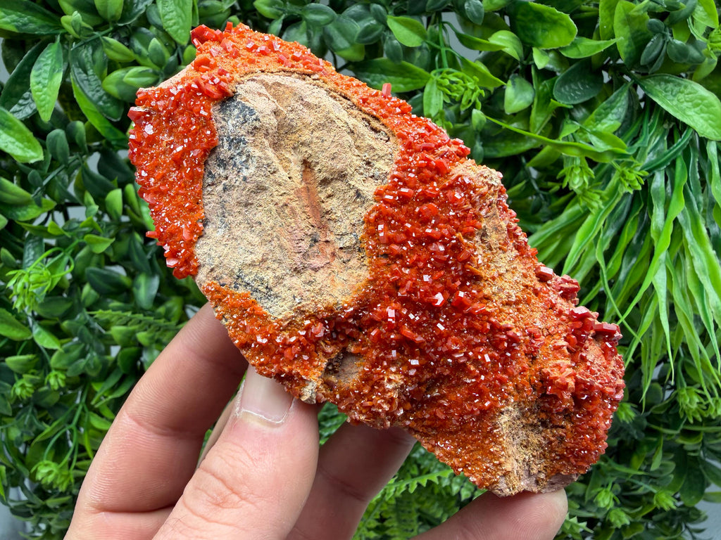 Red Vanadinite on Matrix from Marocco,crystal minerals Speciment cluster Vanadinite crystal Vanadinite Geology Vanadinite cluster minerals