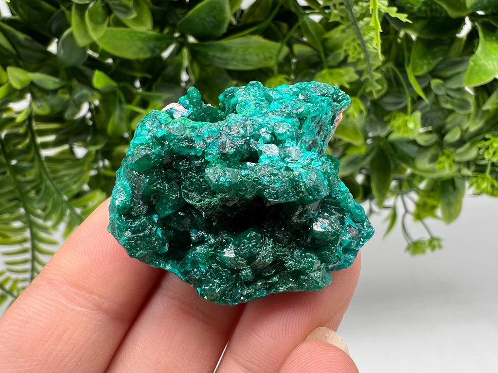 Stunning Green Dioptase from Sanda Hills,Mindouli,Pool Department,Mindouli District,Congo,green Dioptase,Dioptas Crystal,Dioptase collecting