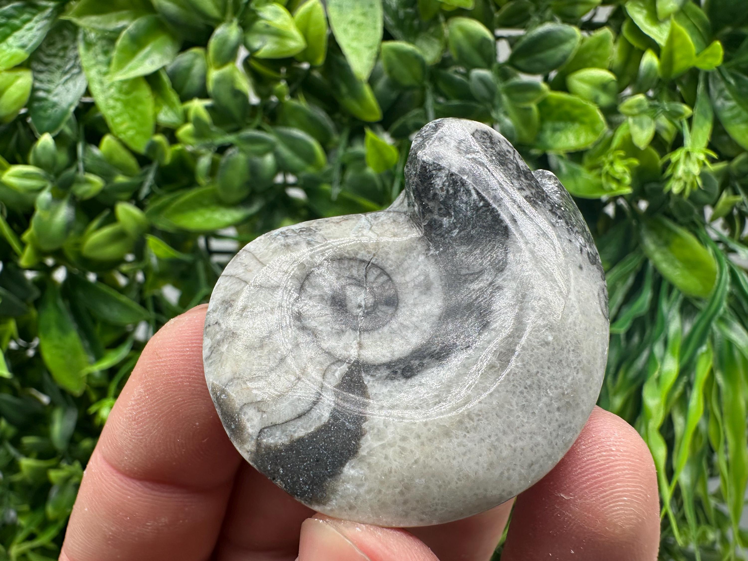Natural Ammonite Fossil Conch, Reiki Healing Crystal Specimen, Madagascar