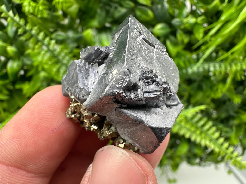 Galena on Pyrite Specimen: Borieva Mine, Bulgaria