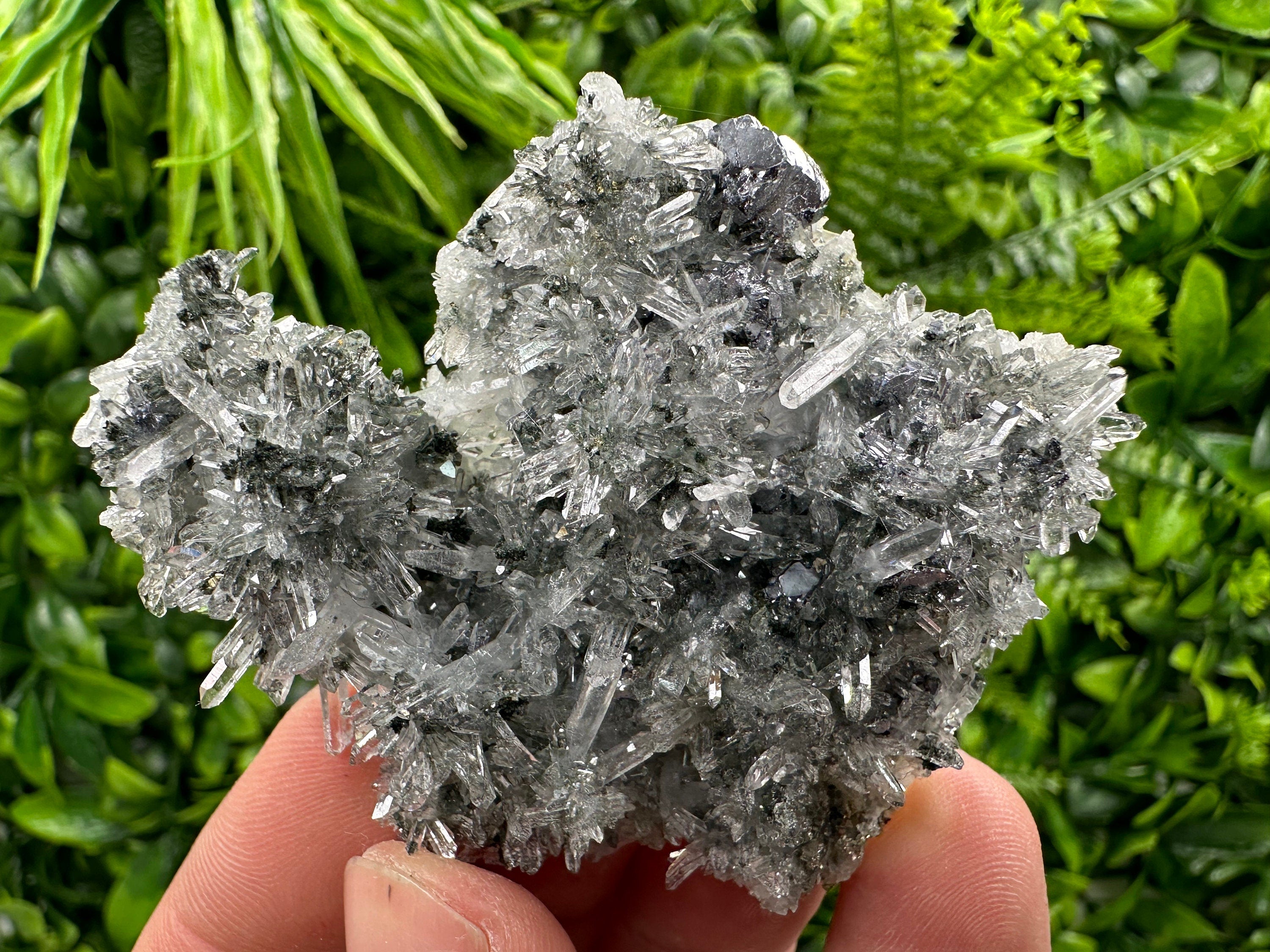 Galena Pyrite on Quartz, Borieva Mine, Bulgaria