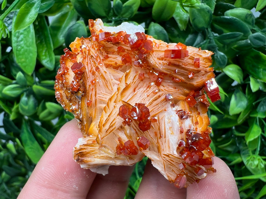 Red Vanadinite on Barite from Marocco,crystal minerals Speciment cluster Vanadinite crystal Vanadinite Geology Vanadinite cluster minerals