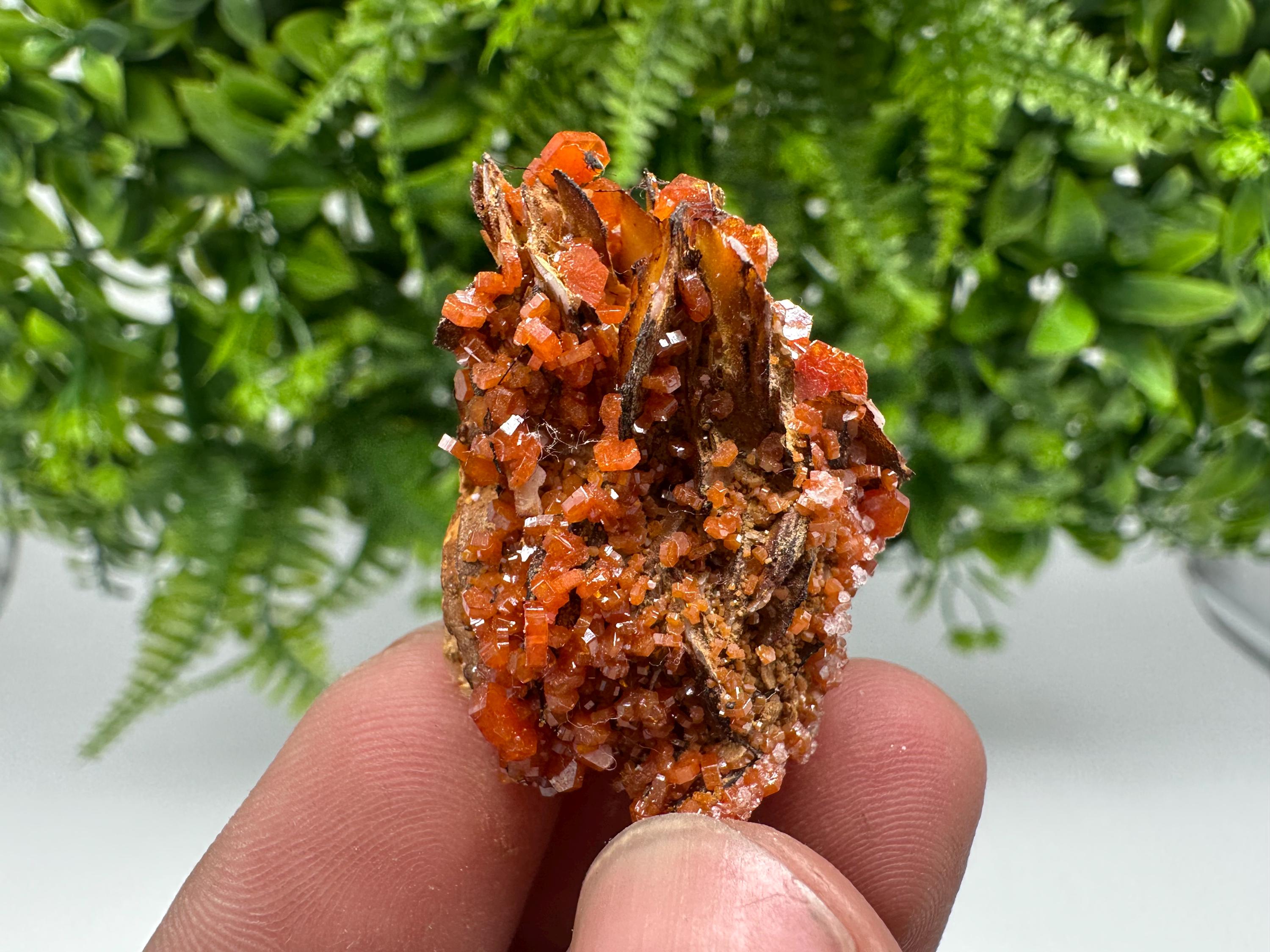 Red Vanadinite on Barite from Marocco,crystal minerals Speciment cluster Vanadinite crystal Vanadinite Geology Vanadinite cluster minerals
