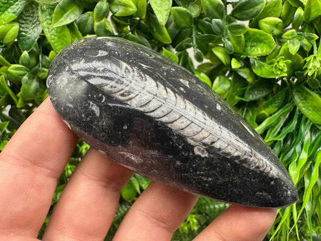 Polished Orthoceras Fossil Cabochon: Pear Shape Loose Gemstone