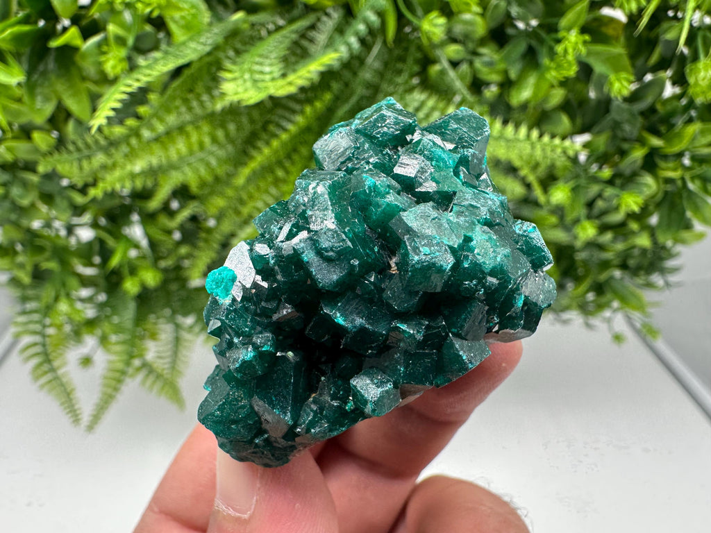 Stunning Green Dioptase from Sanda Hills,Mindouli,Pool Department,Mindouli District,Congo,green Dioptase,Dioptas Crystal,Dioptase collecting
