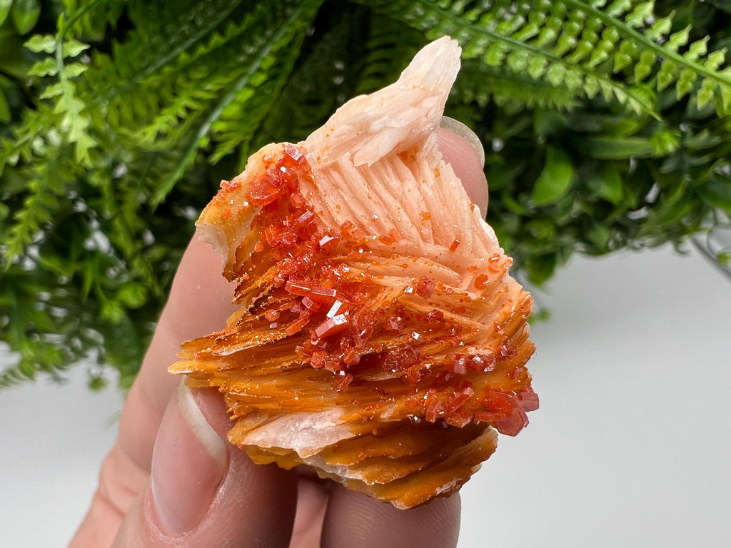 Red Vanadinite on Barite from Marocco,crystal minerals Speciment cluster Vanadinite crystal Vanadinite Geology Vanadinite cluster minerals