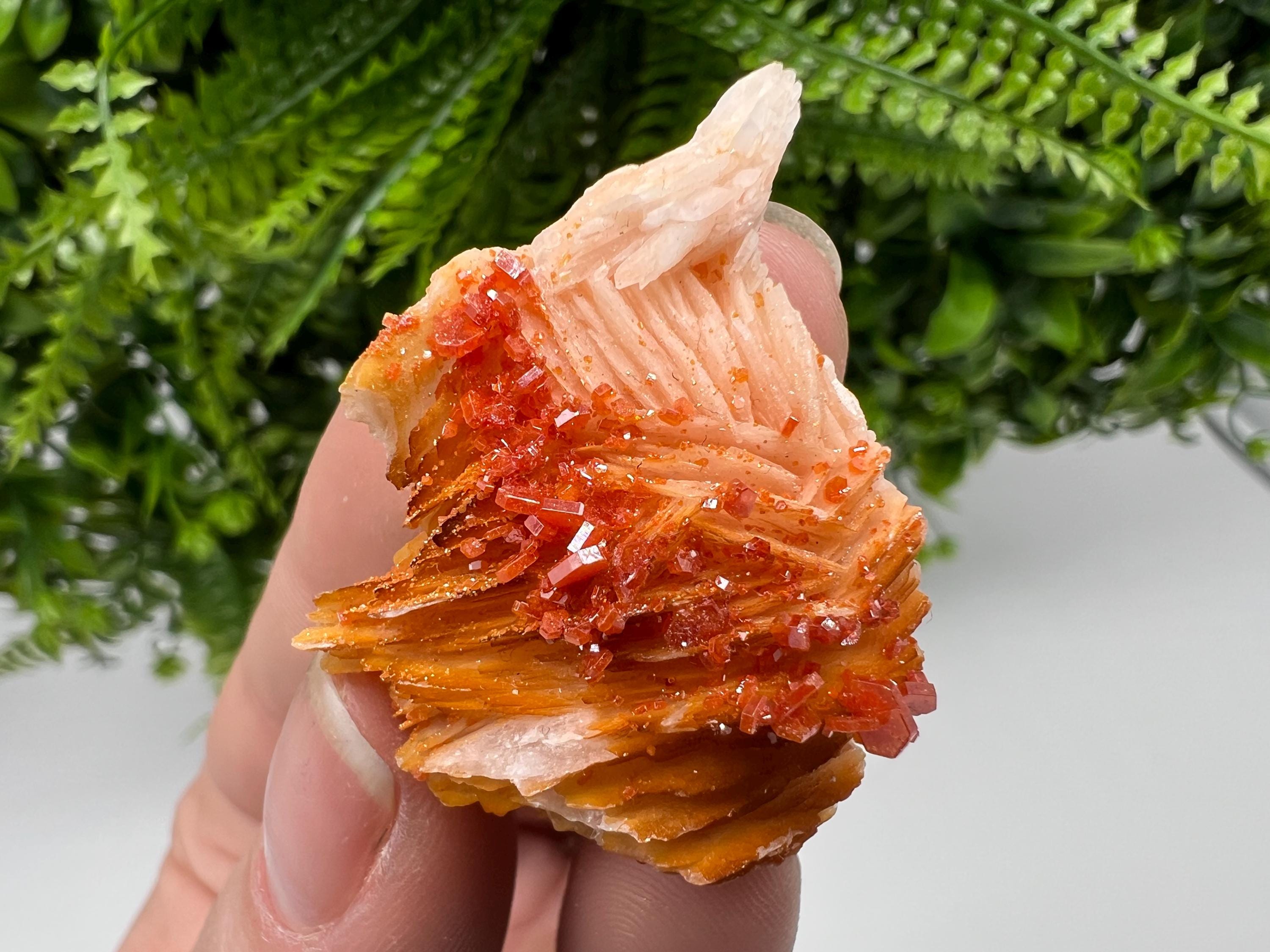 Red Vanadinite on Barite from Marocco,crystal minerals Speciment cluster Vanadinite crystal Vanadinite Geology Vanadinite cluster minerals