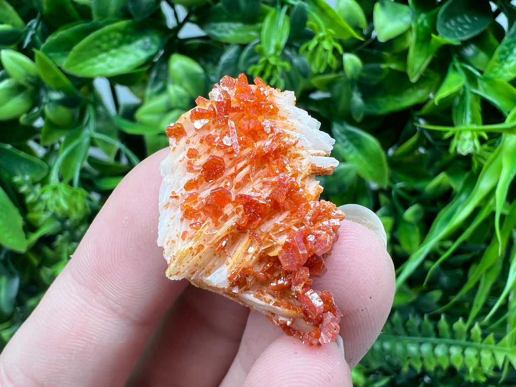 Red Vanadinite on Barite from Marocco,crystal minerals Speciment cluster Vanadinite crystal Vanadinite Geology Vanadinite cluster minerals