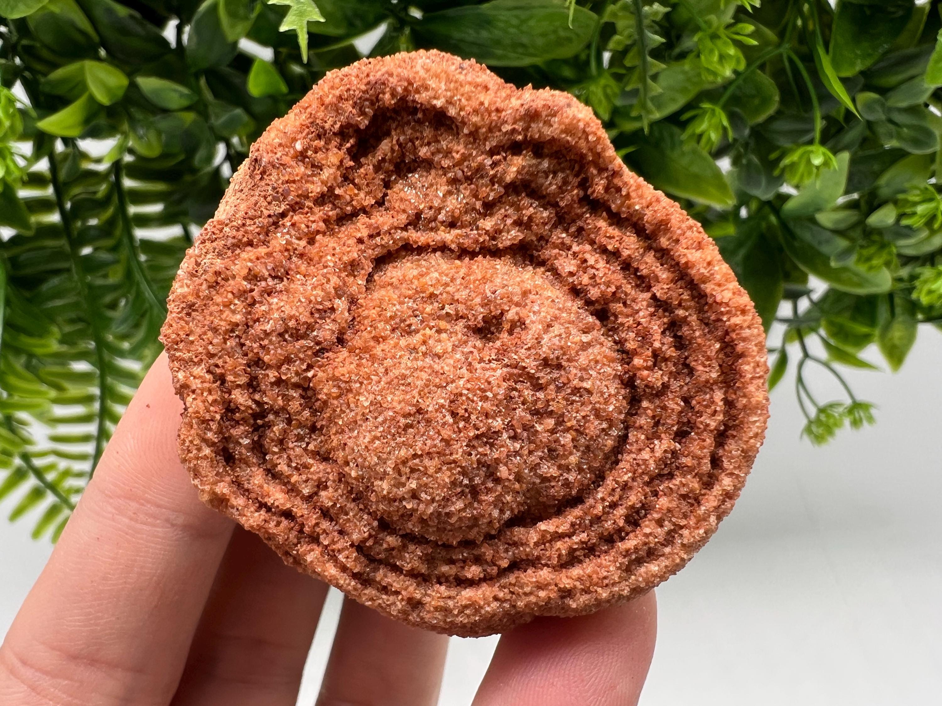 Moroccan Stromatolite Fossil Specimen, Grounding Meditation Stone