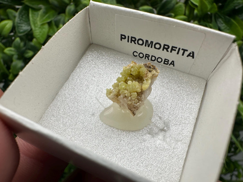 Raw Pyromorphite Crystal Cluster on Matrix, Mini Specimen