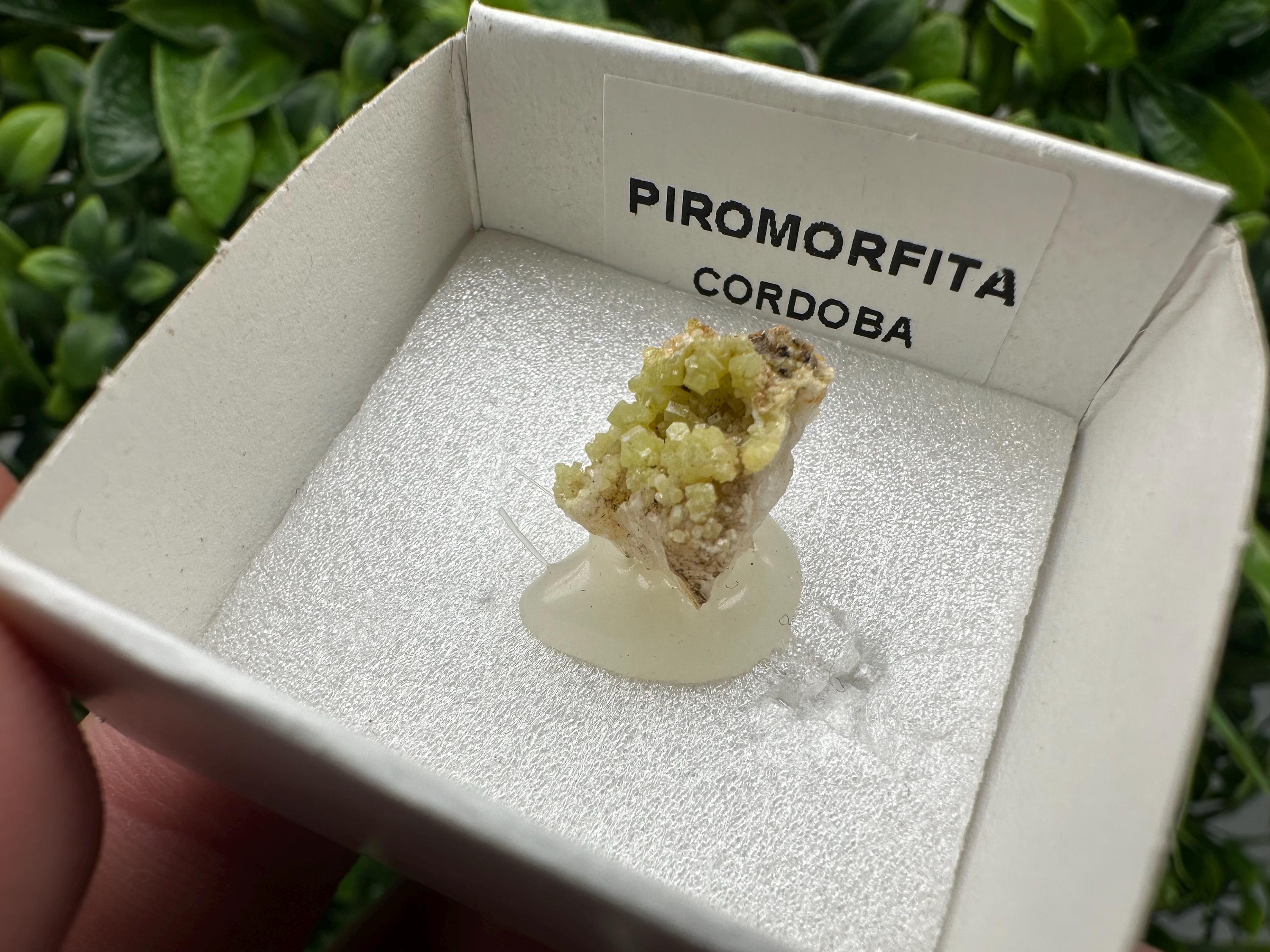 Raw Pyromorphite Crystal Cluster on Matrix, Mini Specimen