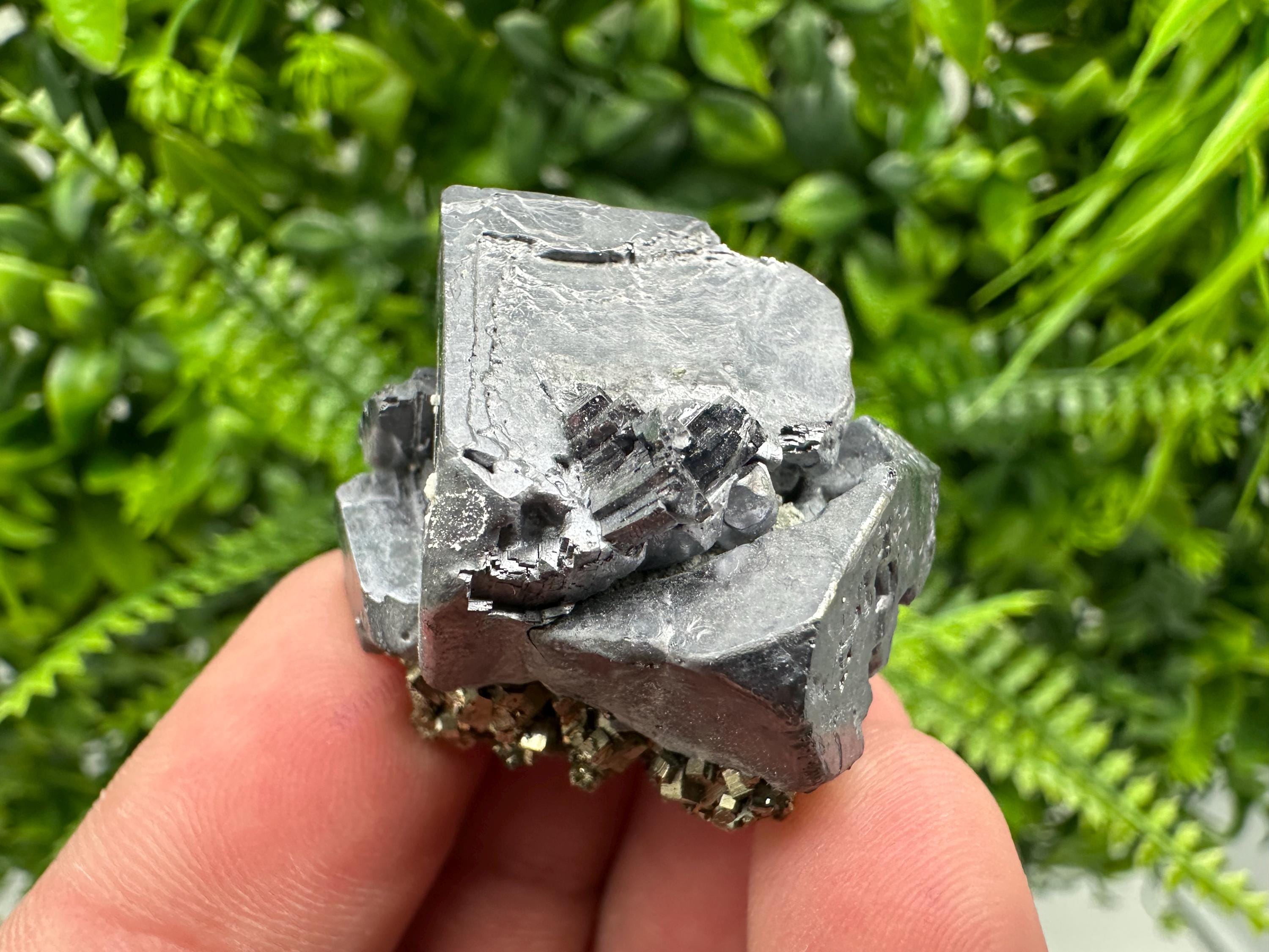 Galena on Pyrite Specimen: Borieva Mine, Bulgaria