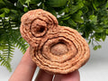 Raw Moroccan Stromatolite Fossil Specimen, Algae Fossil