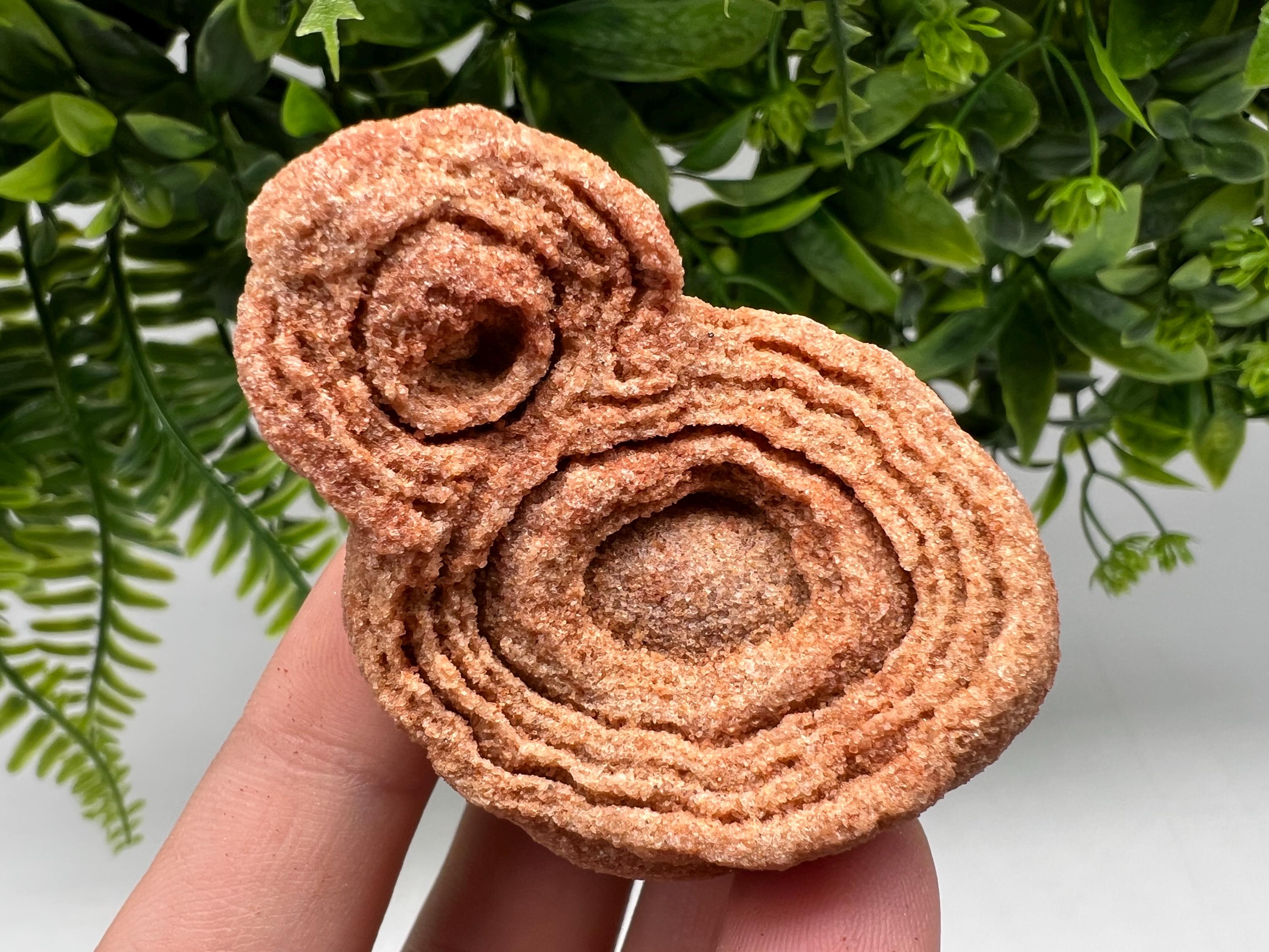 Raw Moroccan Stromatolite Fossil Specimen, Algae Fossil
