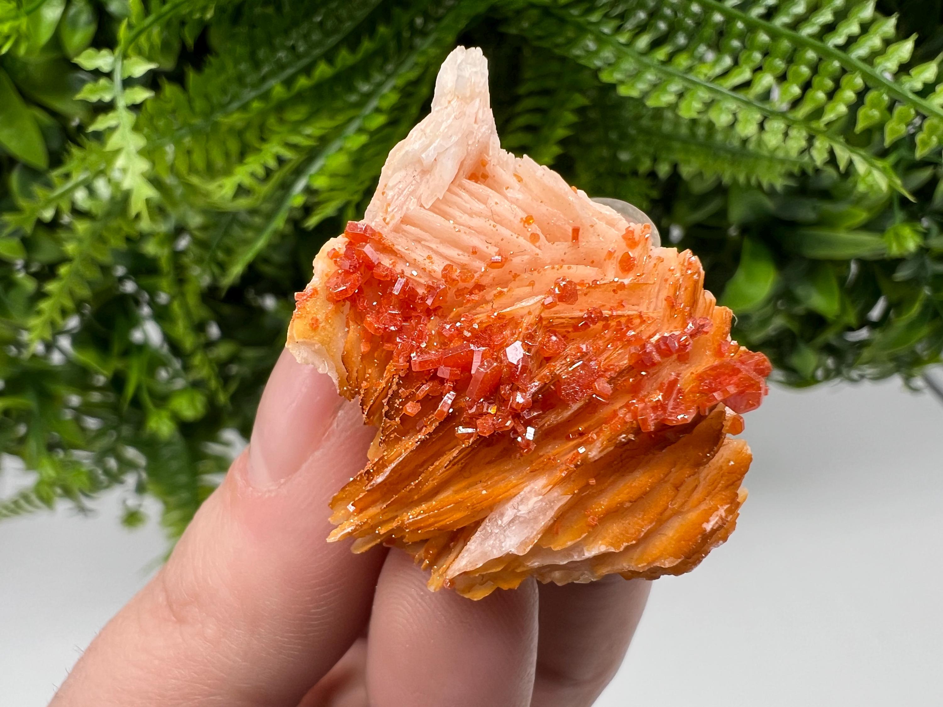 Red Vanadinite on Barite from Marocco,crystal minerals Speciment cluster Vanadinite crystal Vanadinite Geology Vanadinite cluster minerals