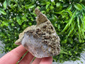Marcasite Cluster on Chalcedony, Bulgaria Mineral Specimen