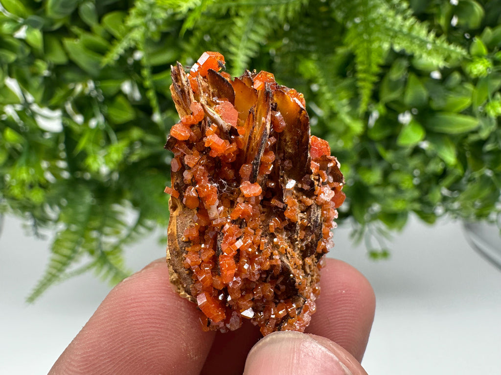 Red Vanadinite on Barite from Marocco,crystal minerals Speciment cluster Vanadinite crystal Vanadinite Geology Vanadinite cluster minerals