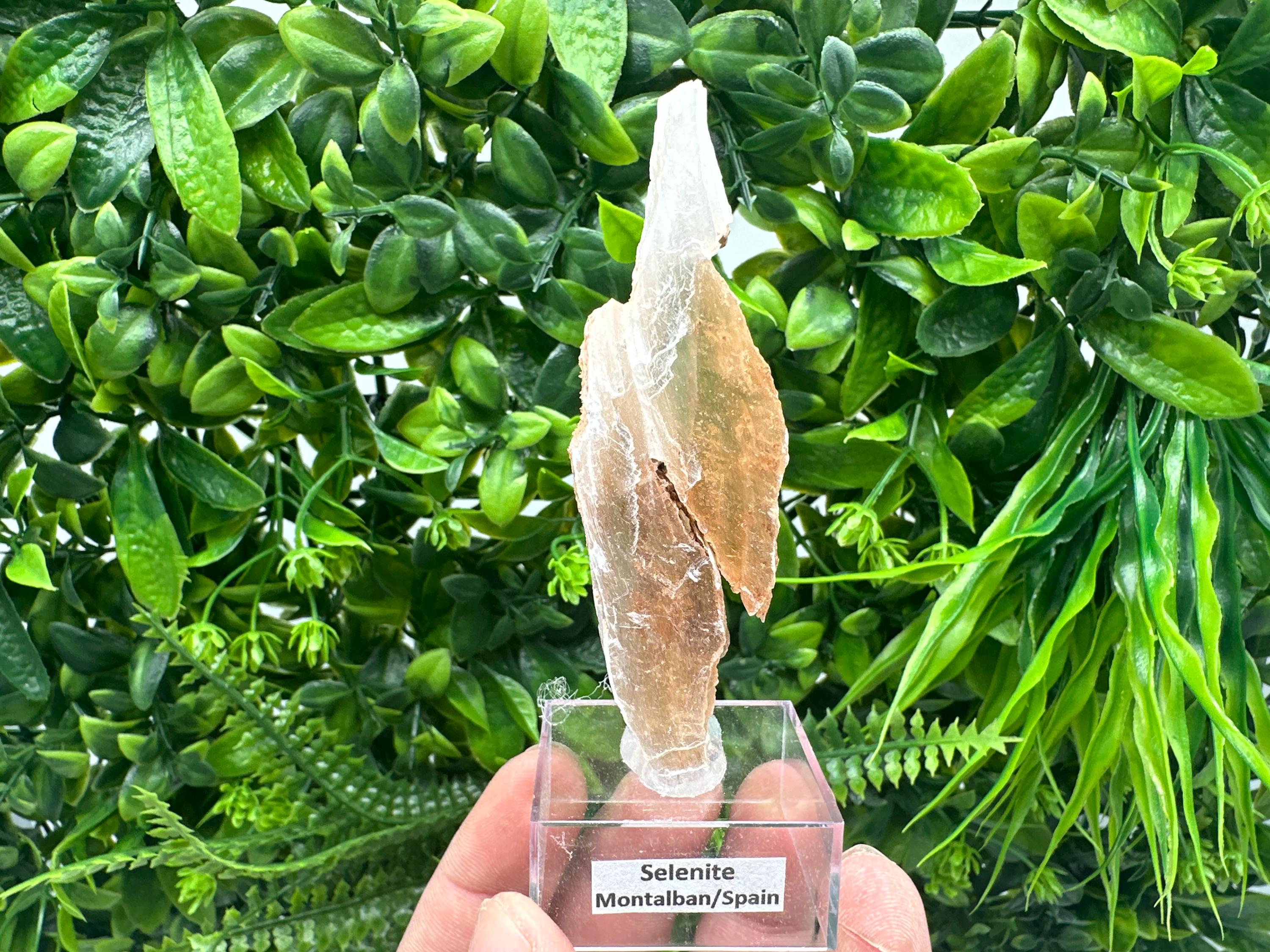 Golden Phantom Selenite Slab: Raw Utah Fishtail Selenite Wand