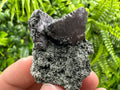 Sphalerite with Chlorite, Borieva Mine, Bulgaria – Natural Mineral Specimen