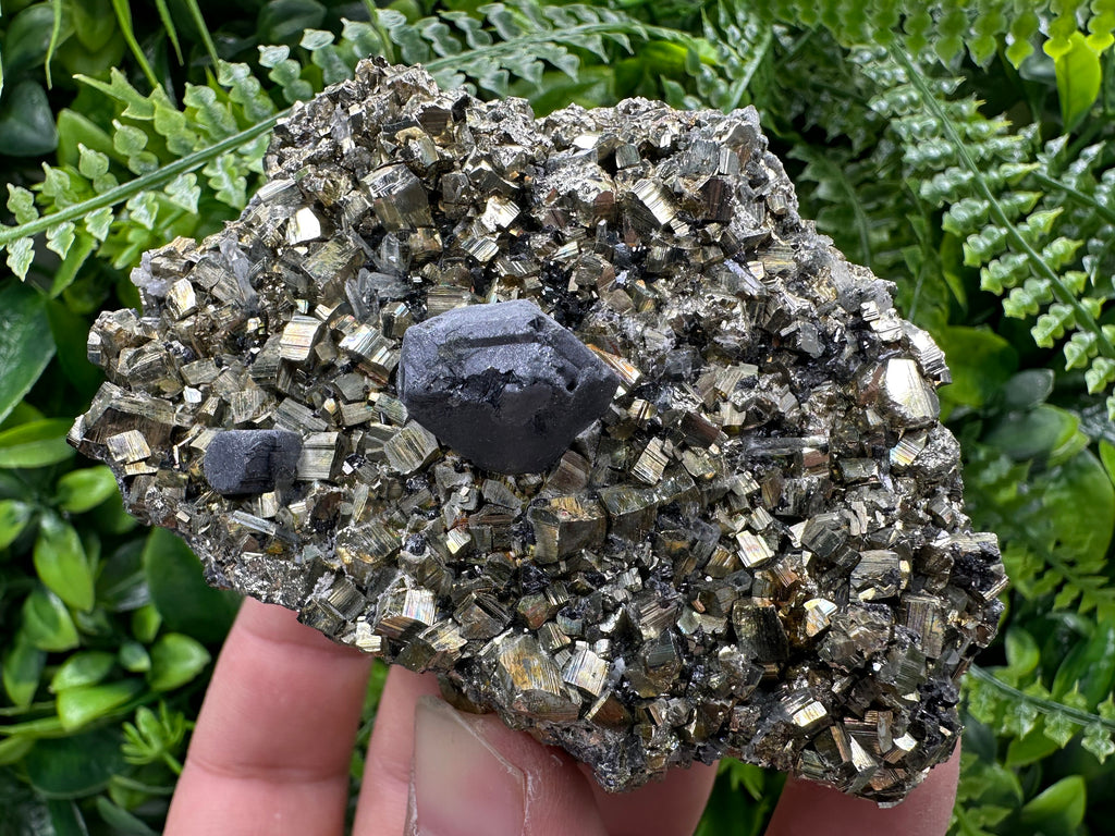 Galena on Pyrite Specimen: Borieva Bulgaria Mineral Collection