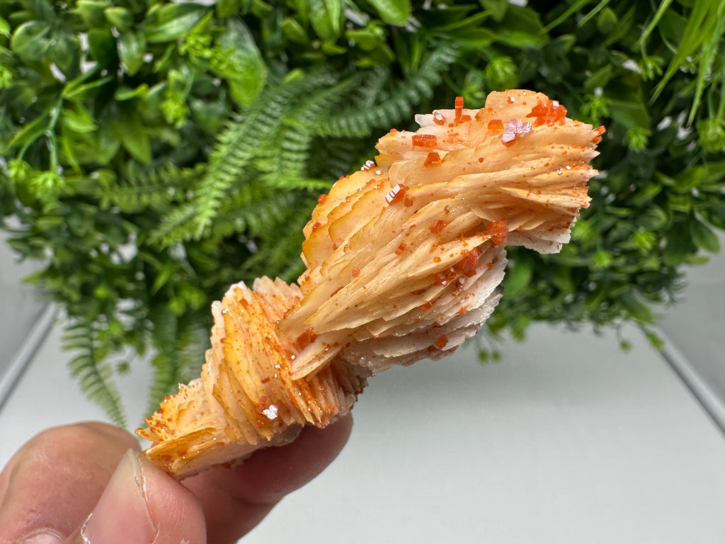 Red Vanadinite on Barite from Marocco,crystal minerals Speciment cluster Vanadinite crystal Vanadinite Geology Vanadinite cluster minerals