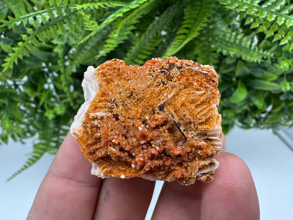 Red Vanadinite on Barite, Morocco Crystal Specimen