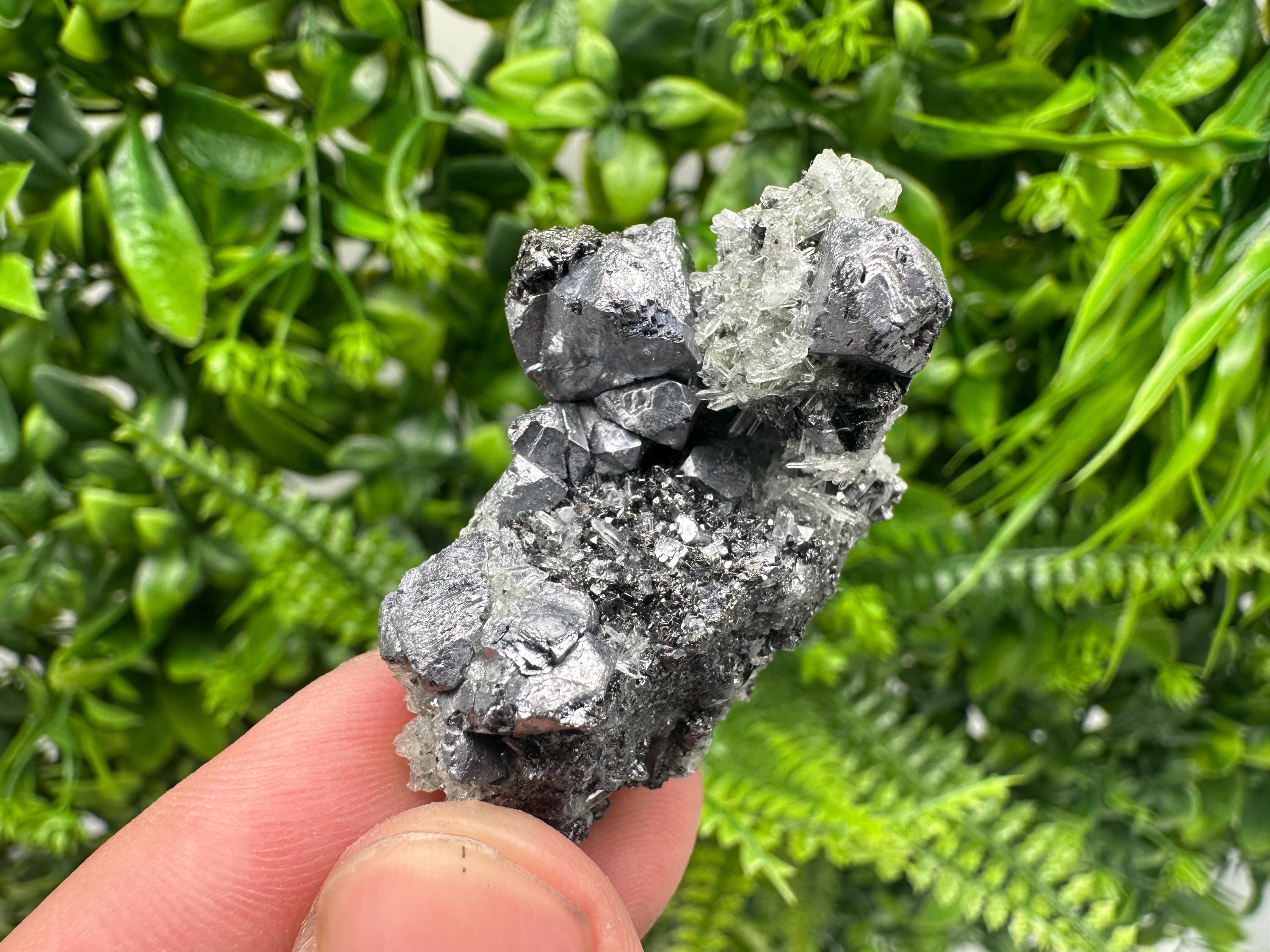Galena on Pyrite Specimen, Borieva Mine, Madan Bulgaria