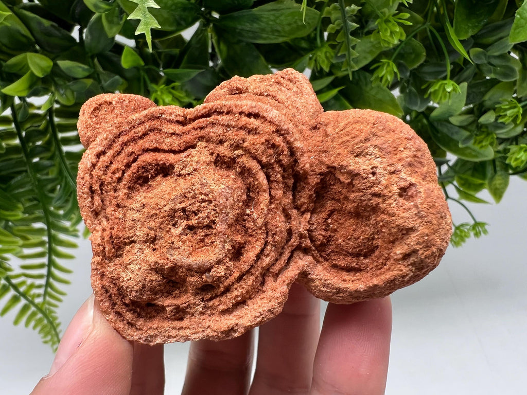 Raw Moroccan Stromatolite Fossil Specimen, Algae Stone for Meditation