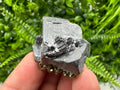 Galena on Pyrite Specimen: Borieva Mine, Bulgaria