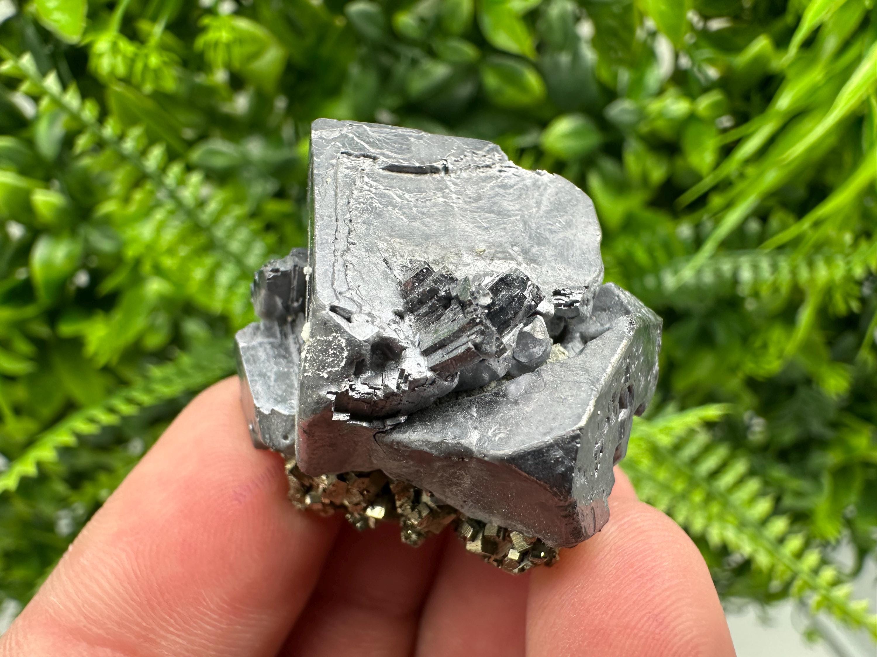 Galena on Pyrite Specimen: Borieva Mine, Bulgaria