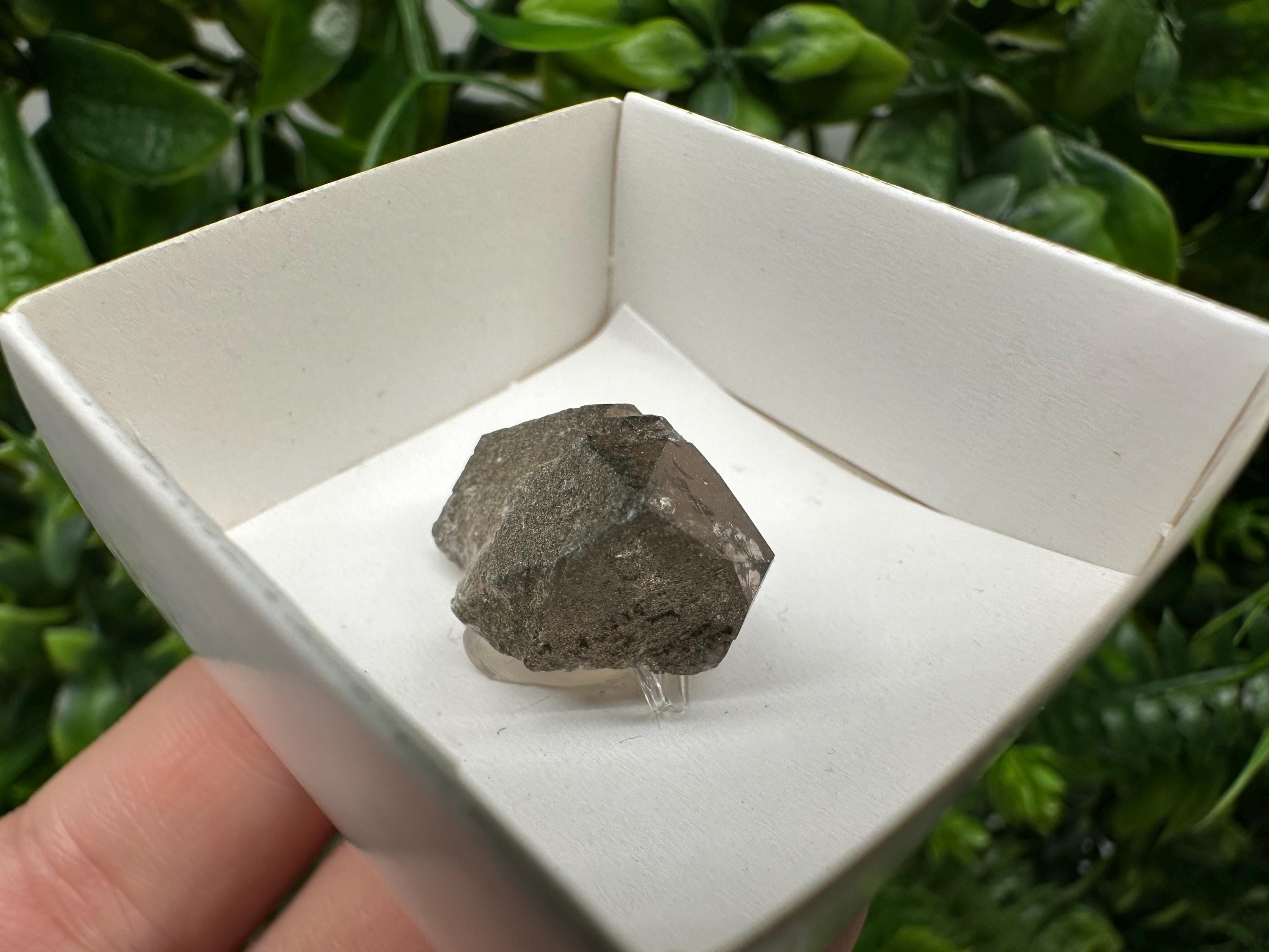 Rare Fedenstock Smoky Quartz Point, Swiss Mineral Specimen (25MM)