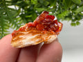 Red Vanadinite Crystal Cluster on Barite, Morocco Mineral Specimen