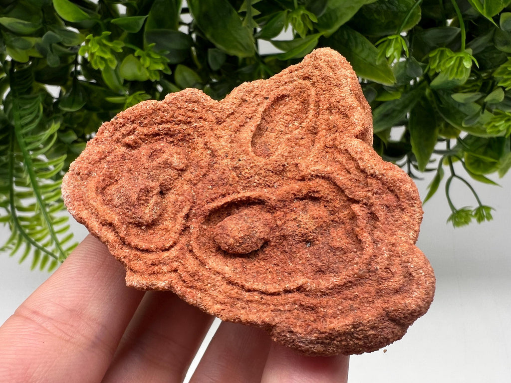 Raw Moroccan Stromatolite Fossil Specimen, Grounding Stone