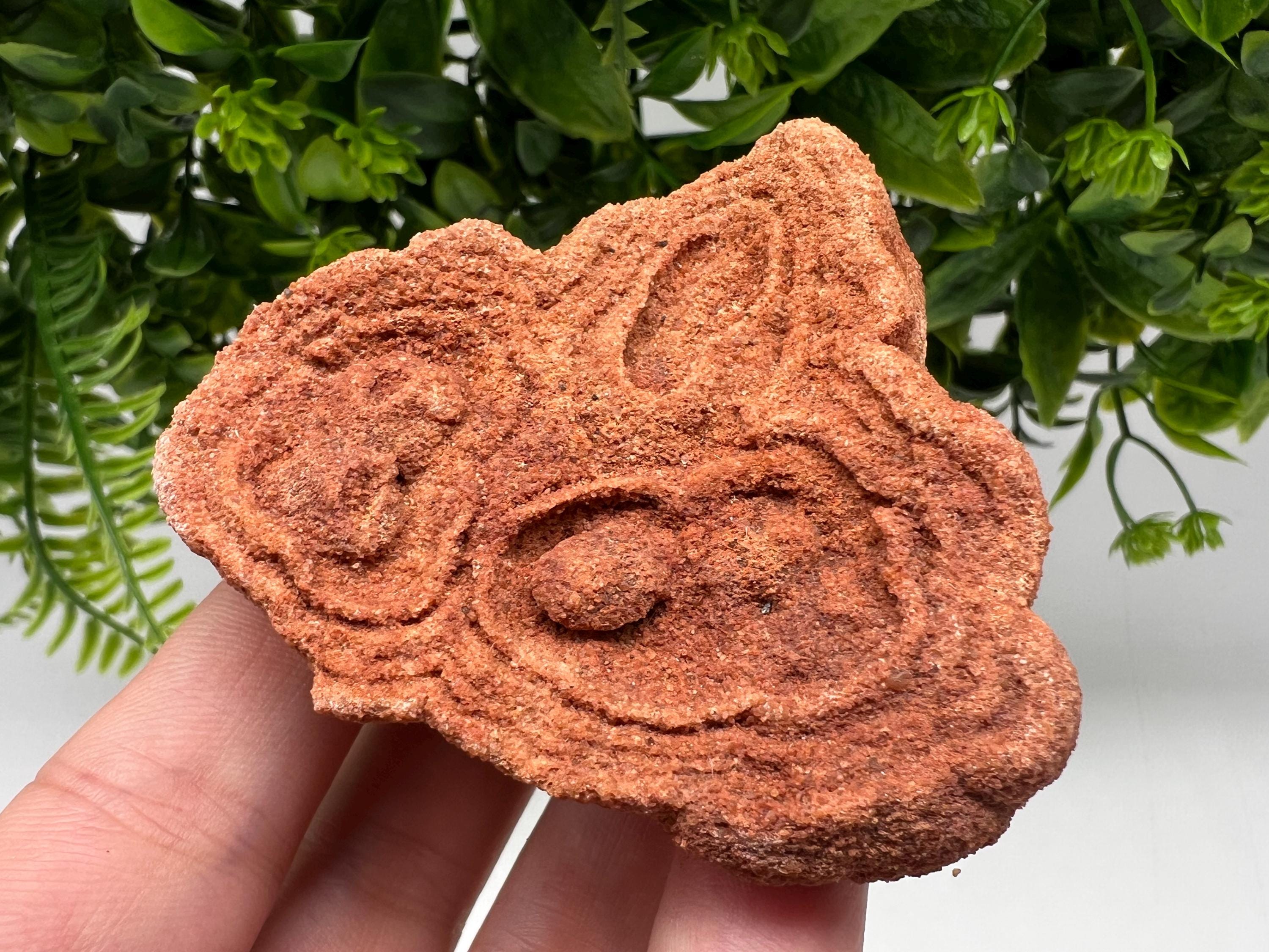 Raw Moroccan Stromatolite Fossil Specimen, Grounding Stone