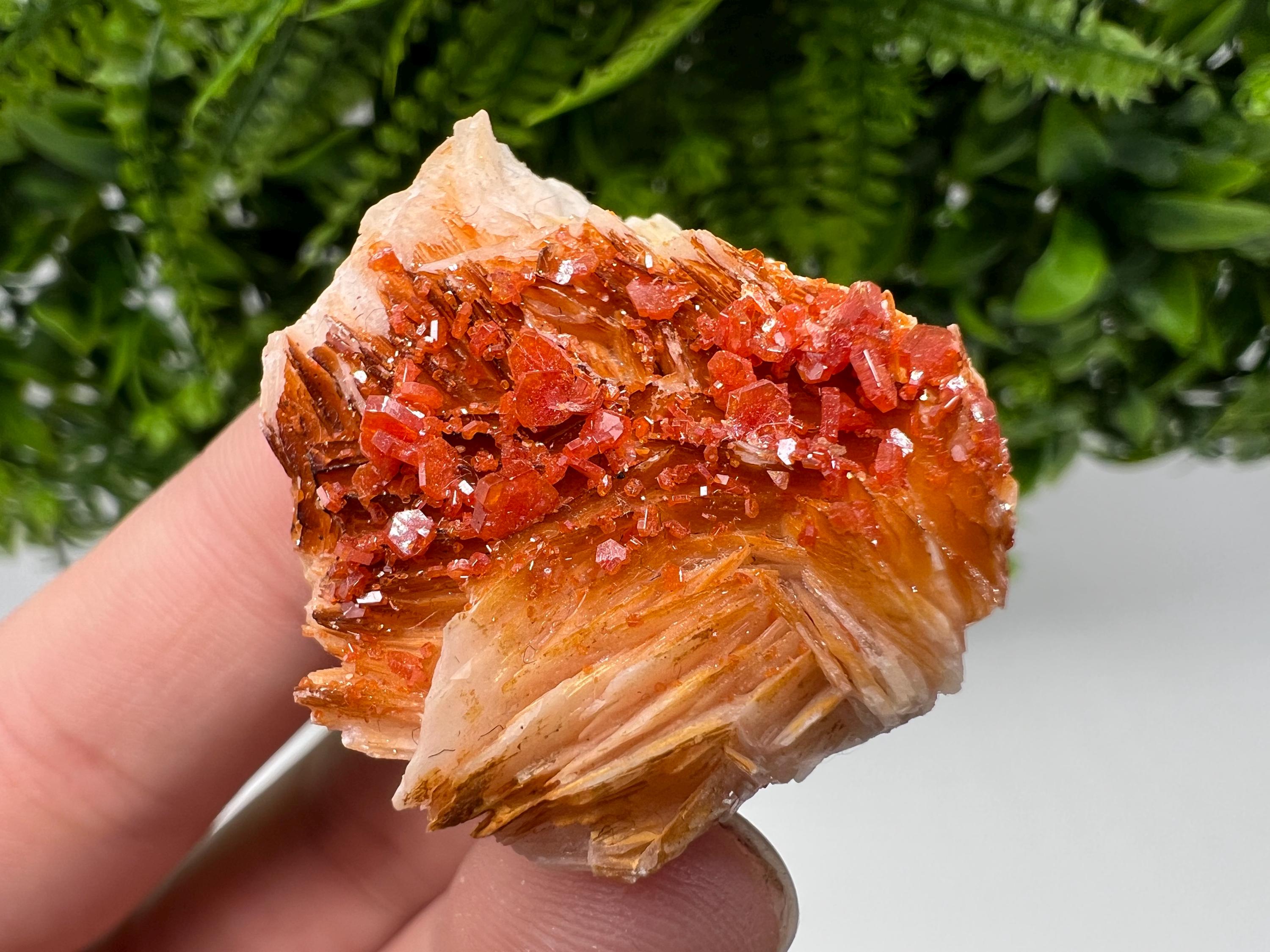 Red Vanadinite on Barite from Marocco,crystal minerals Speciment cluster Vanadinite crystal Vanadinite Geology Vanadinite cluster minerals