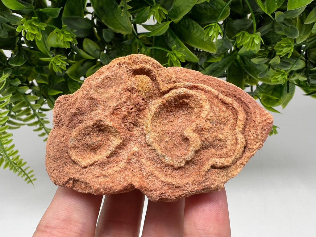 Moroccan Stromatolite Fossil Specimen: Raw Algae for Grounding