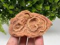 Moroccan Stromatolite Fossil Specimen: Raw Algae for Grounding