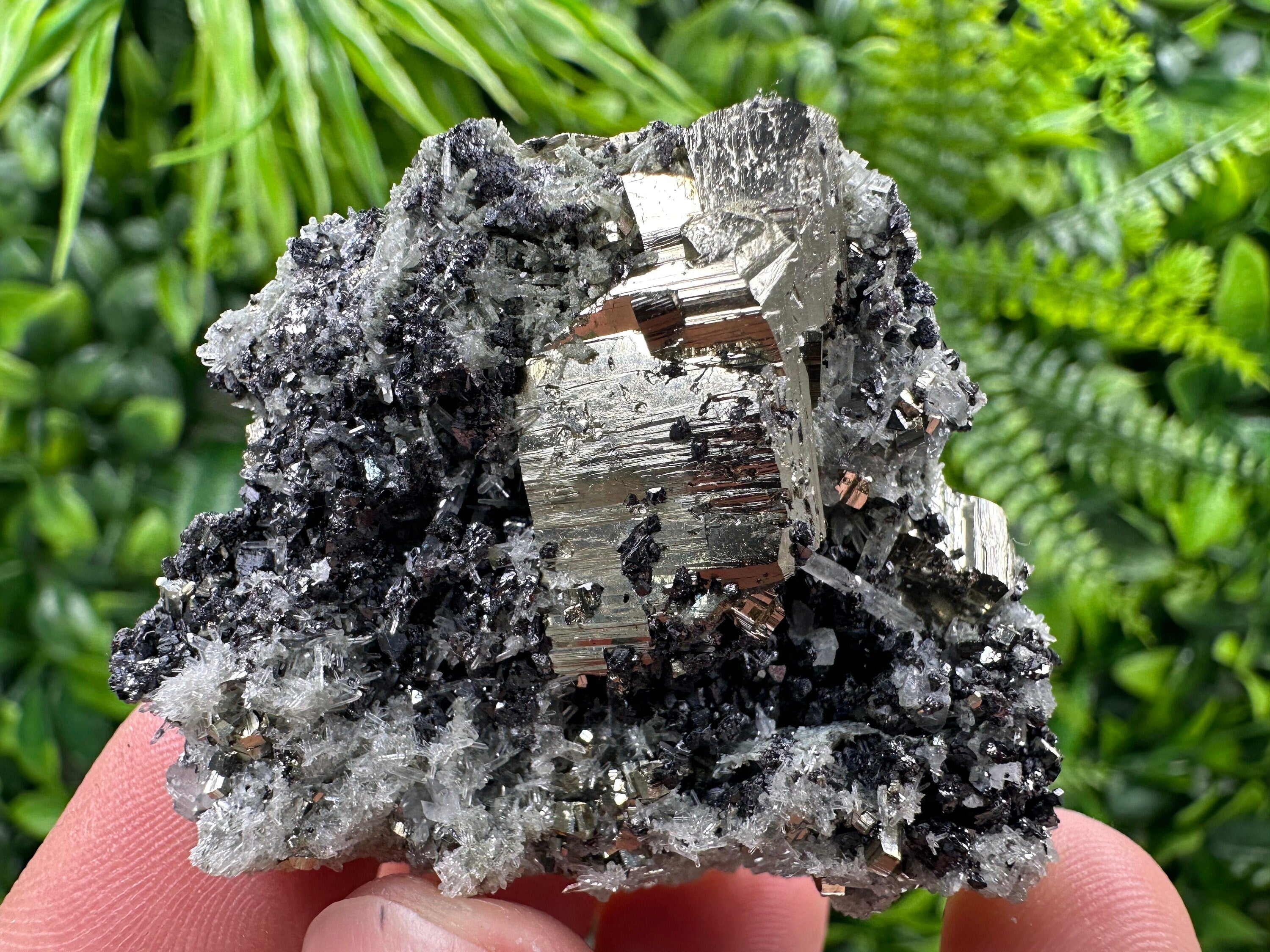 Pyrite on Quartz Needles, Borieva Mine Bulgaria