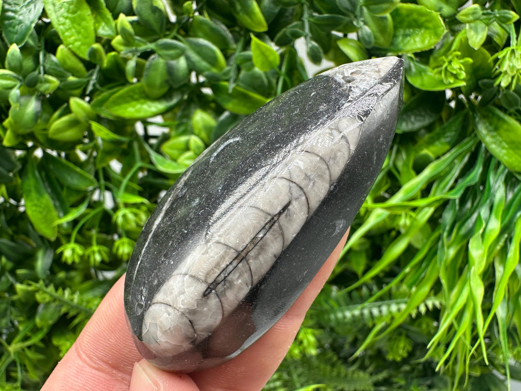 Polished Orthoceras Fossil Cabochon: Pear Shape Loose Gemstone