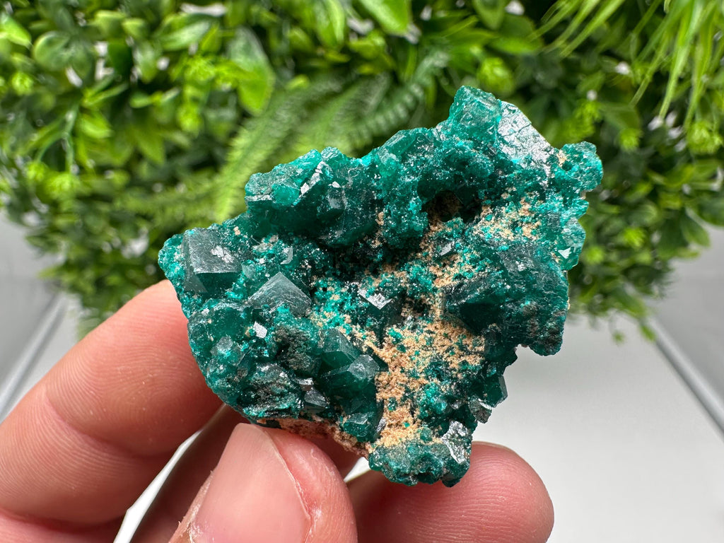 Stunning Green Dioptase from Sanda Hills,Mindouli,Pool Department,Mindouli District,Congo,green Dioptase,Dioptas Crystal,Dioptase collecting