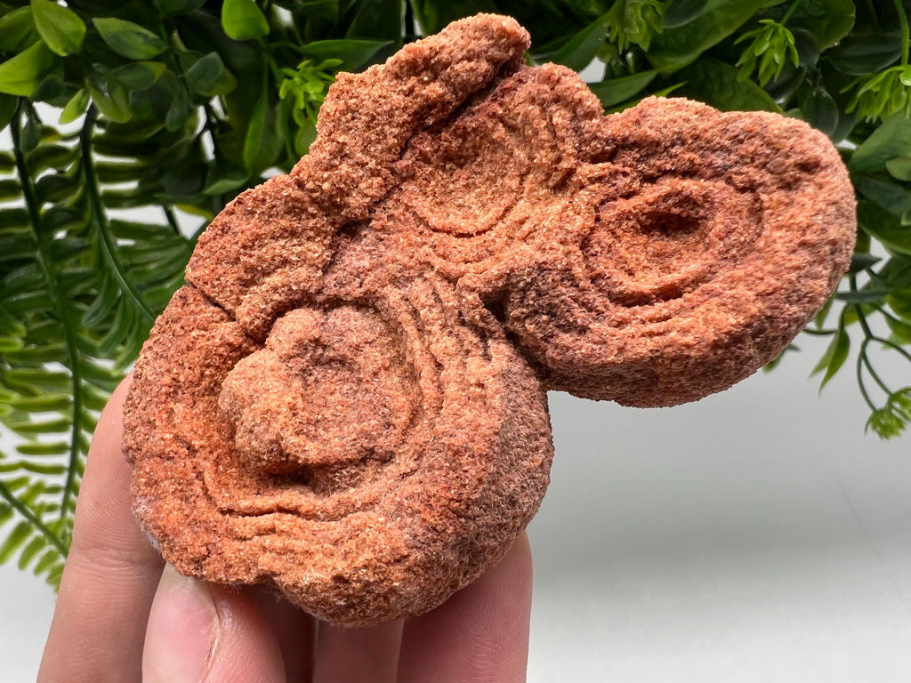 Raw Moroccan Stromatolite Fossil Specimen, Grounding Algae