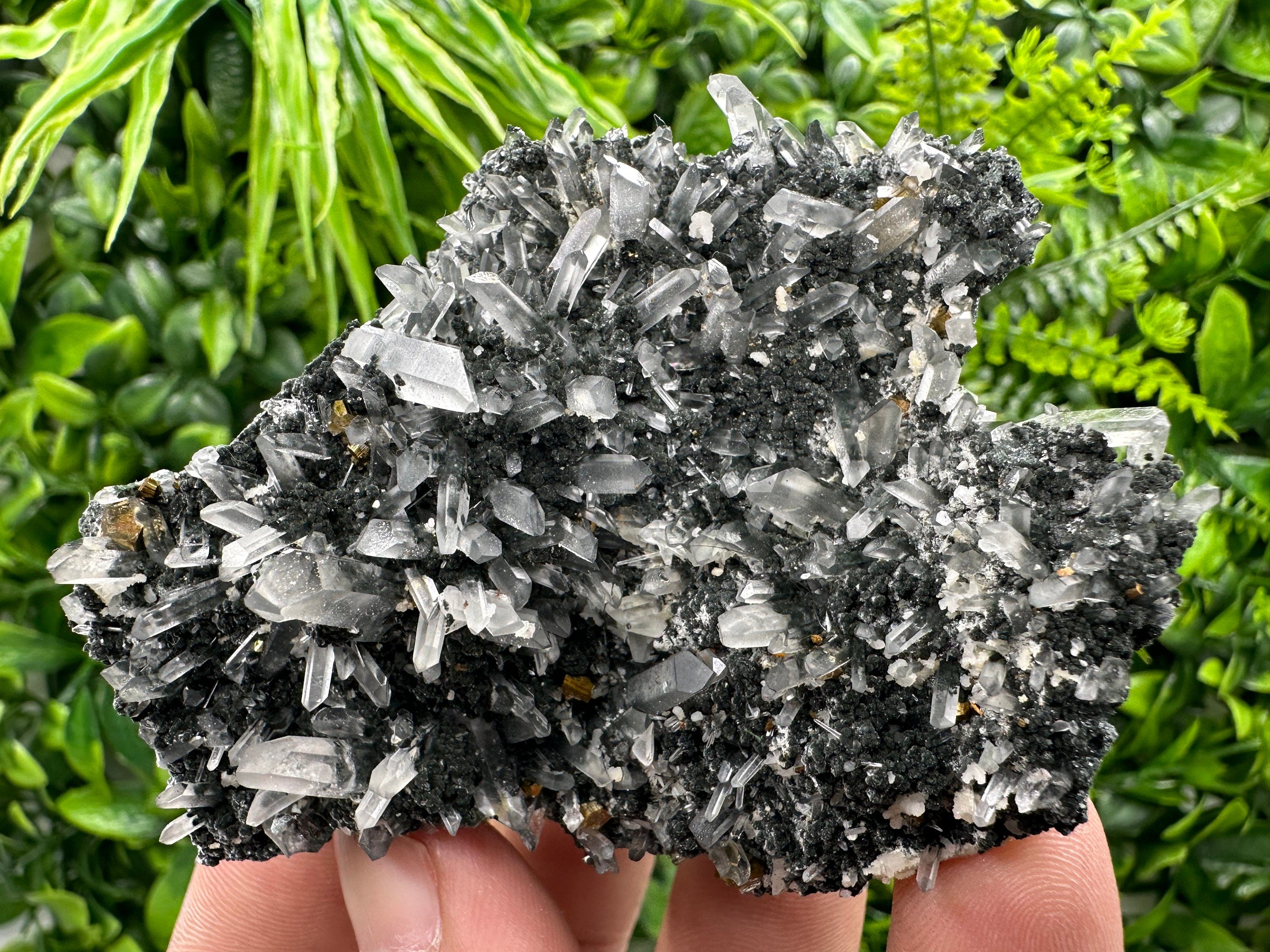 Pyrite on Quartz with Chlorite: Borieva Mine Crystal Decor