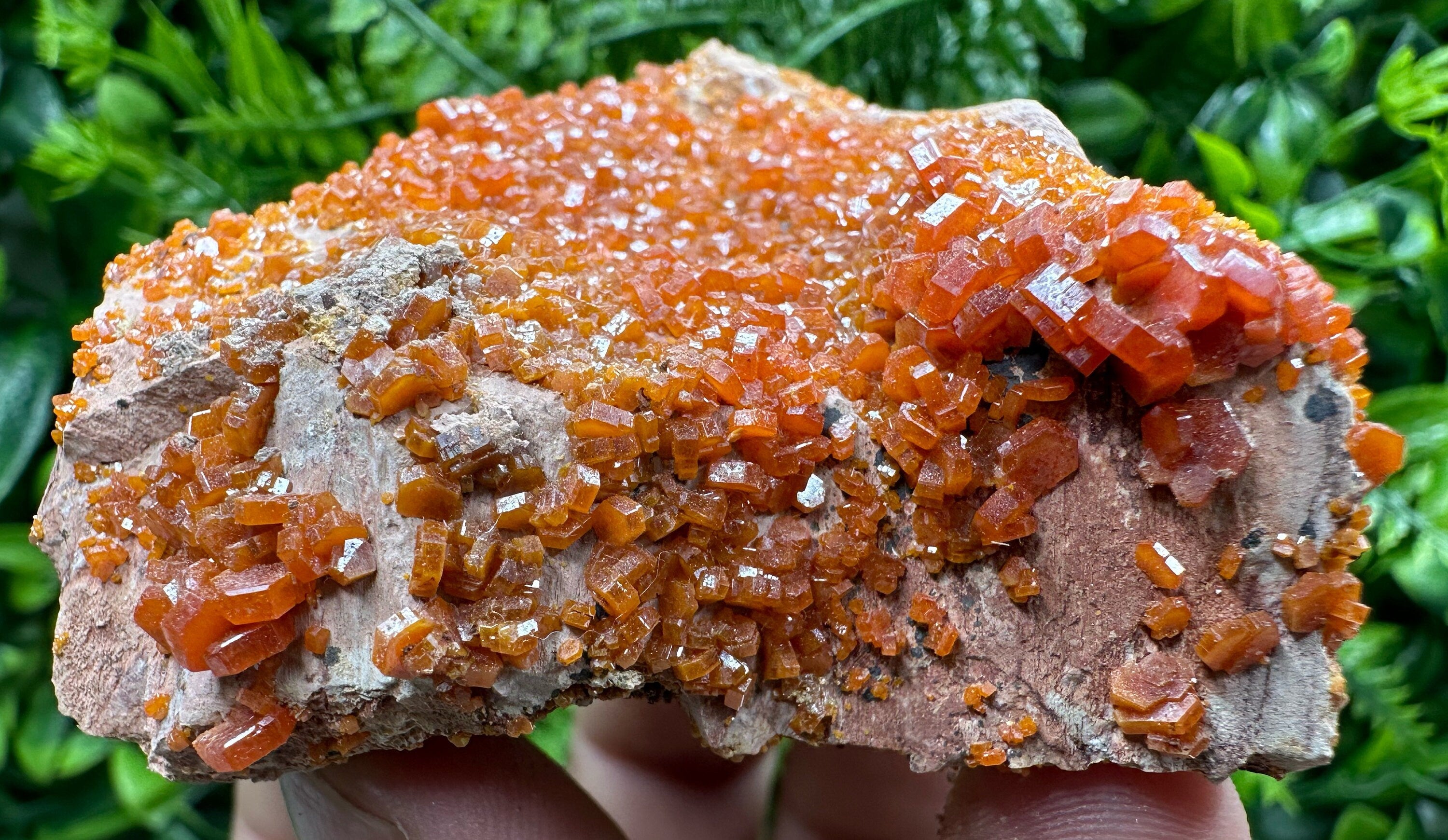Red Vanadinite Crystal Cluster on Matrix, Morocco Mineral Specimen