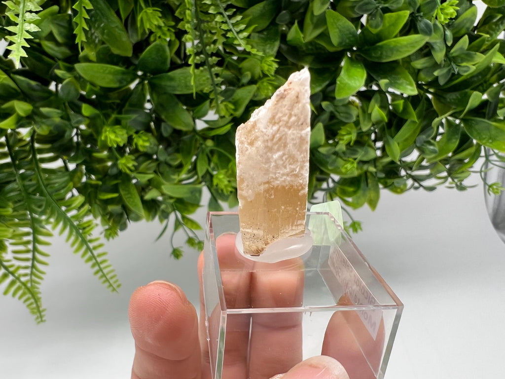 Golden Phantom Selenite Slab, Raw Utah Crystal (3/4cm)