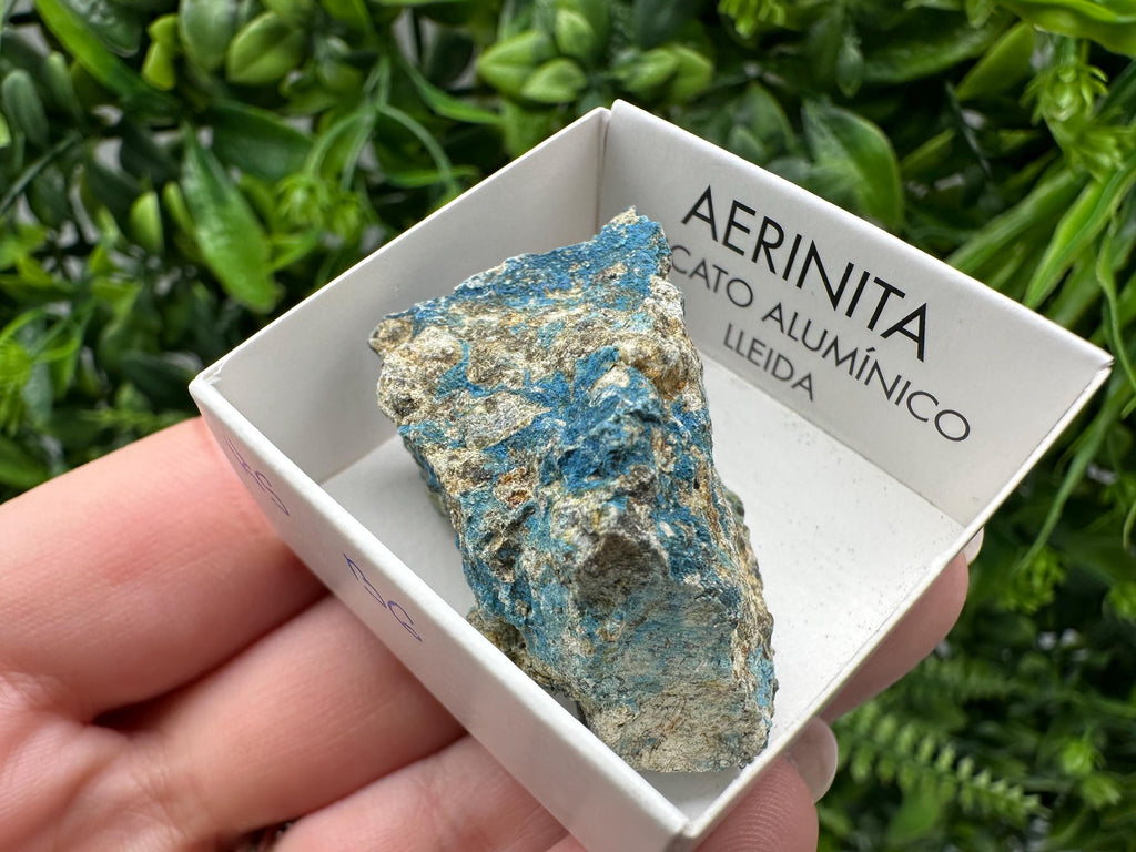 Rare Raw Aerinite Mineral Specimen: Lleida, Spain Crystal