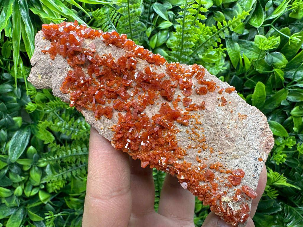 Red Vanadinite Crystal Cluster on Matrix, Morocco Specimen